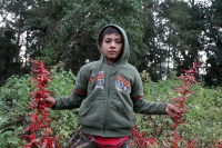 Miércoles 16 de diciembre del 2015. San Cristóbal de las Casas. Jóvenes originarios de las comunidades del municipio de Chiapa de Corzo recorren durante varios días las montañas de la región de Los Altos del estado de Chiapas recolectando las bromelias qu