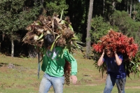 Miércoles 16 de diciembre del 2015. San Cristóbal de las Casas. Jóvenes originarios de las comunidades del municipio de Chiapa de Corzo recorren durante varios días las montañas de la región de Los Altos del estado de Chiapas recolectando las bromelias qu