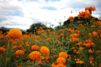 Domingo 18 de octubre del 2020. Chiapa de Corzo. Flores llenan los parajes de la zona de vegas y riberas bajas del río Grijalva en la depresión central de #Chiapas