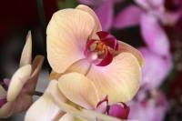 Miércoles 10 de mayo del 2017. Tuxtla Gutiérrez. Las flores chiapanecas siguen siendo uno de los regalos preferidos en las celebraciones familiares en México. Los mercados populares venden los arreglos florales a precios económicos al ser las flores produ