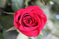 Miércoles 10 de mayo del 2017. Tuxtla Gutiérrez. Las flores chiapanecas siguen siendo uno de los regalos preferidos en las celebraciones familiares en México. Los mercados populares venden los arreglos florales a precios económicos al ser las flores produ