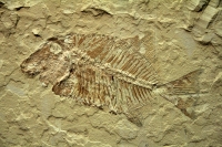 Jueves 6 de abril del 2017. Tuxtla Gutiérrez. Fósiles Marinos en Chiapas es la exposición que inaugura esta mañana el Museo de Paleontología Eliseo Palacios de la capital de este estado del sureste de México.