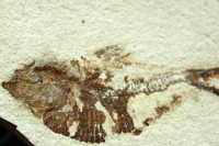 Jueves 6 de abril del 2017. Tuxtla Gutiérrez. Fósiles Marinos en Chiapas es la exposición que inaugura esta mañana el Museo de Paleontología Eliseo Palacios de la capital de este estado del sureste de México.