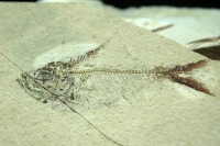 Jueves 6 de abril del 2017. Tuxtla Gutiérrez. Fósiles Marinos en Chiapas es la exposición que inaugura esta mañana el Museo de Paleontología Eliseo Palacios de la capital de este estado del sureste de México.