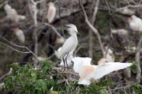 Lunes 13 de Junio. Cientos de garzas blancas tienen su hábitat en las cercanías de la ciudad de Cintalapa en la ranchería San Ramón, donde la maleza formada por árboles les da protección a los nidos y crías en esta temporada.