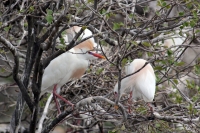 Lunes 13 de Junio. Cientos de garzas blancas tienen su hábitat en las cercanías de la ciudad de Cintalapa en la ranchería San Ramón, donde la maleza formada por árboles les da protección a los nidos y crías en esta temporada.