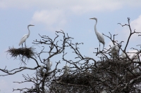 Lunes 13 de Junio. Cientos de garzas blancas tienen su hábitat en las cercanías de la ciudad de Cintalapa en la ranchería San Ramón, donde la maleza formada por árboles les da protección a los nidos y crías en esta temporada.