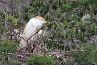 Lunes 13 de Junio. Cientos de garzas blancas tienen su hábitat en las cercanÃas de la ciudad de Cintalapa en la rancherÃa San Ramón, donde la maleza formada por árboles les da protección a los nidos y crÃas en esta temporada. Lunes 13 de Junio. Cientos de garzas blancas tienen su hábitat en las cercanÃas de la ciudad de Cintalapa en la rancherÃa San Ramón, donde la maleza formada por árboles les da protección a los nidos y crÃas en esta temporada.