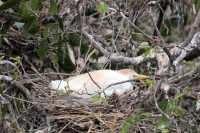 Lunes 13 de Junio. Cientos de garzas blancas tienen su hábitat en las cercanÃas de la ciudad de Cintalapa en la rancherÃa San Ramón, donde la maleza formada por árboles les da protección a los nidos y crÃas en esta temporada. Lunes 13 de Junio. Cientos de garzas blancas tienen su hábitat en las cercanÃas de la ciudad de Cintalapa en la rancherÃa San Ramón, donde la maleza formada por árboles les da protección a los nidos y crÃas en esta temporada.