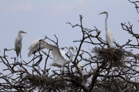 Lunes 13 de Junio. Cientos de garzas blancas tienen su hábitat en las cercanías de la ciudad de Cintalapa en la ranchería San Ramón, donde la maleza formada por árboles les da protección a los nidos y crías en esta temporada.