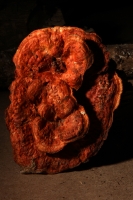 Jueves 21 de agosto del 2014. Tuxtla Gutiérrez. La muestra de Hongo Silvestres en Chiapas inicia su exposición esta mañana en la sala de usos múltiples del Museo del JardÃn Botánico Faustino Miranda del parque de Convivencia Infantil en la capital de este Jueves 21 de agosto del 2014. Tuxtla Gutiérrez. La muestra de Hongo Silvestres en Chiapas inicia su exposición esta mañana en la sala de usos múltiples del Museo del JardÃn Botánico Faustino Miranda del parque de Convivencia Infantil en la capital de este