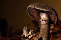Jueves 20 de septiembre del 2018. Tuxtla Gutiérrez. La Expo Hongos de Chiapas 2018 se encuentre en exhibición en las instalaciones del museo del Jardí­n Botánico Faustino Miranda en el oriente norte de la capital del estado de Chiapas.