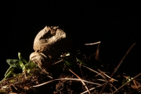 Martes 29 de septiembre del 2015. Tuxtla Gutiérrez. La muestra de Hongos de Chiapas es presentada por 23ª ocasión en la muestra temporal del Museo Botánico Faustino Miranda del Centro de Convivencia Infantil en la capital del estado de Chiapas. Martes 29 de septiembre del 2015. Tuxtla Gutiérrez. La muestra de Hongos de Chiapas es presentada por 23ª ocasión en la muestra temporal del Museo Botánico Faustino Miranda del Centro de Convivencia Infantil en la capital del estado de Chiapas.