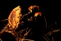 Martes 29 de septiembre del 2015. Tuxtla Gutiérrez. La muestra de Hongos de Chiapas es presentada por 23ª ocasión en la muestra temporal del Museo Botánico Faustino Miranda del Centro de Convivencia Infantil en la capital del estado de Chiapas. Martes 29 de septiembre del 2015. Tuxtla Gutiérrez. La muestra de Hongos de Chiapas es presentada por 23ª ocasión en la muestra temporal del Museo Botánico Faustino Miranda del Centro de Convivencia Infantil en la capital del estado de Chiapas.
