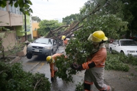 20210524. Tuxtla G. Árboles y cableado caídos durante las lluvias de este día