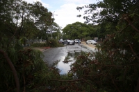 20210524. Tuxtla G. Árboles y cableado caídos durante las lluvias de este día