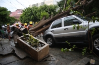 20210524. Tuxtla G. Árboles y cableado caídos durante las lluvias de este día