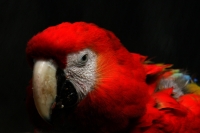 Especial Aves de Chiapas