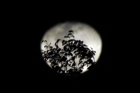 La luna de marzo del 2012.