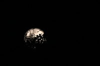 Martes 19 de febrero del 2019. Tuxtla Gutiérrez. Aspecto de la luna de esta noche (luna de nieve) desde la explanada del estadio de fut bol