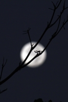 La luna de diciembre.