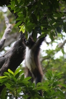 20210429. Tuxtla G. La vida animal en el zoológico Miguel Álvarez del Toro