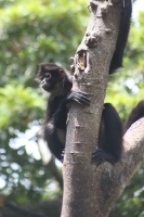 20210429. Tuxtla G. La vida animal en el zoológico Miguel Álvarez del Toro