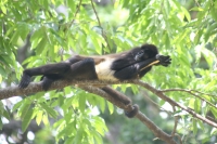 20210429. Tuxtla G. La vida animal en el zoológico Miguel Álvarez del Toro