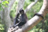 20210429. Tuxtla G. La vida animal en el zoológico Miguel Álvarez del Toro