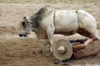 Domingo 23 de octubre del 2016. Tuxtla Gutiérrez. Campeonato Nacional Charro 2016. Con la participación de los equipos de Tuxtla, Villahermosa y Pachuca inicia la jornada dominical dentro del Campeonato Nacional Charro