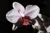Lunes 2 de abril del 2012. Orquídeas de Chiapas.