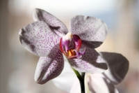 Lunes 2 de abril del 2012. Orquídeas de Chiapas.