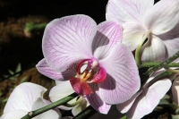 Sábado 22 de marzo del 2014. Tuxtla Gutiérrez. El jardÃn Botánico Faustino Miranda del parque Convivencia Infantil mantiene el orquideario abierto a los visitantes donde se exhibe una colección de estas flores de las selvas húmedas de México. Sábado 22 de marzo del 2014. Tuxtla Gutiérrez. El jardÃn Botánico Faustino Miranda del parque Convivencia Infantil mantiene el orquideario abierto a los visitantes donde se exhibe una colección de estas flores de las selvas húmedas de México.