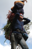 Martes 19 de diciembre del 2017. Zinacatan, Chiapas. Los Floreros continúan con el recorrido de recolección de la Flor de Niluyarilo en las comunidades de la región de Los Altos de Chiapas continuando con el regreso hacia Chiapa de Corzo y Villa de íc