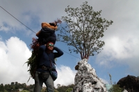 Martes 19 de diciembre del 2017. Zinacatan, Chiapas. Los Floreros continúan con el recorrido de recolección de la Flor de Niluyarilo en las comunidades de la región de Los Altos de Chiapas continuando con el regreso hacia Chiapa de Corzo y Villa de íc