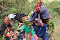 Martes 19 de diciembre del 2017. Zinacatan, Chiapas. Los Floreros continúan con el recorrido de recolección de la Flor de Niluyarilo en las comunidades de la región de Los Altos de Chiapas continuando con el regreso hacia Chiapa de Corzo y Villa de íc
