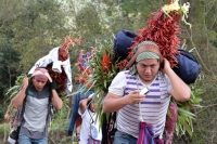 Martes 19 de diciembre del 2017. Zinacatan, Chiapas. Los Floreros continúan con el recorrido de recolección de la Flor de Niluyarilo en las comunidades de la región de Los Altos de Chiapas continuando con el regreso hacia Chiapa de Corzo y Villa de íc