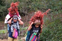 Martes 19 de diciembre del 2017. Zinacatan, Chiapas. Los Floreros continúan con el recorrido de recolección de la Flor de Niluyarilo en las comunidades de la región de Los Altos de Chiapas continuando con el regreso hacia Chiapa de Corzo y Villa de íc