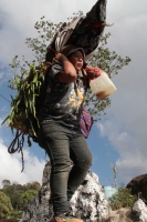 Martes 19 de diciembre del 2017. Zinacatan, Chiapas. Los Floreros continúan con el recorrido de recolección de la Flor de Niluyarilo en las comunidades de la región de Los Altos de Chiapas continuando con el regreso hacia Chiapa de Corzo y Villa de íc