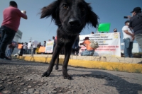 Lunes 3 de agosto del 2020. Tuxtla Gutiérrez. Al inicio de la marcha de padres de niños con cáncer esta mañana en el hospital Pediátrico de Chiapas hacia la Glorieta de la Diana