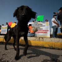 Lunes 3 de agosto del 2020. Tuxtla Gutiérrez. Al inicio de la marcha de padres de niños con cáncer esta mañana en el hospital Pediátrico de Chiapas hacia la Glorieta de la Diana