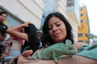 Domingo 11 de marzo del 2018. Tuxtla Gutiérrez. Algunos reptiles conviven con los transeúntes buscando crear conciencia del cuidado del entorno urbano en el sureste de México