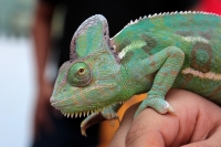 Domingo 11 de marzo del 2018. Tuxtla Gutiérrez. Algunos reptiles conviven con los transeúntes buscando crear conciencia del cuidado del entorno urbano en el sureste de México