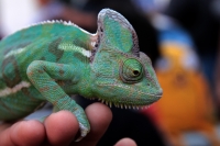 Domingo 11 de marzo del 2018. Tuxtla Gutiérrez. Algunos reptiles conviven con los transeúntes buscando crear conciencia del cuidado del entorno urbano en el sureste de México
