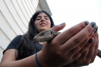 Domingo 11 de marzo del 2018. Tuxtla Gutiérrez. Algunos reptiles conviven con los transeúntes buscando crear conciencia del cuidado del entorno urbano en el sureste de México