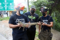 20210705. Tuxtla Gutiérrez. El ejemplar de cocodrilo moreletti es rescatado de un desague en el oriente de la capital del estado de Chiapas.