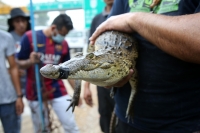 20210705. Tuxtla Gutiérrez. El ejemplar de cocodrilo moreletti es rescatado de un desague en el oriente de la capital del estado de Chiapas.