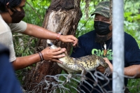 20210705. Tuxtla Gutiérrez. El ejemplar de cocodrilo moreletti es rescatado de un desague en el oriente de la capital del estado de Chiapas.