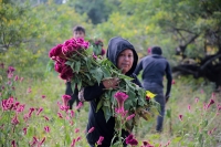 20231029. Chiapa de Corzo. La Flor de Terciopelo o Cresta de Gallo es cultivada por los productores de flores de la ribera del Grijalva durante la temporada del Día de Muertos.
