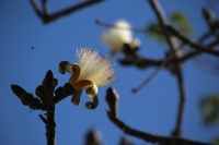20240219. Tuxtla. Sospó blanco. Árbol que crece en la región de Centroamérica con una hermosa flor, la cual es representativa de la ciudad de Tuxtla Gutiérrez.